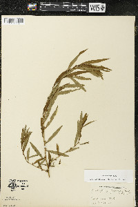 Ludwigia polycarpa image