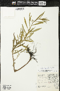 Ludwigia polycarpa image