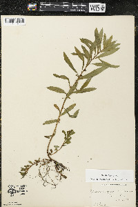 Ludwigia polycarpa image