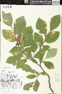 Dirca palustris image