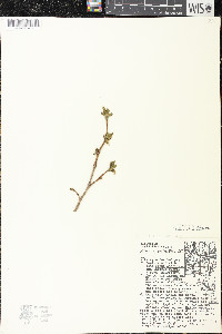 Dirca palustris image