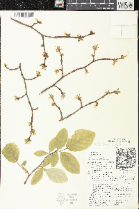 Dirca palustris image
