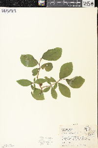 Dirca palustris image