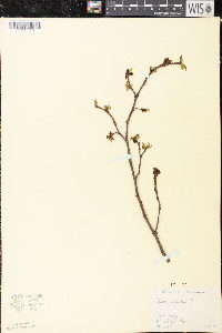 Dirca palustris image