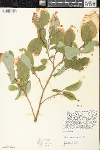 Dirca palustris image