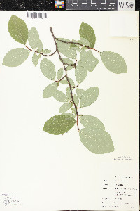 Dirca palustris image