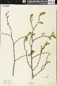 Dirca palustris image