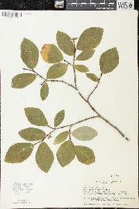 Dirca palustris image