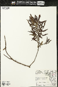 Comptonia peregrina image
