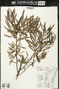 Comptonia peregrina image