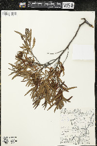 Comptonia peregrina image