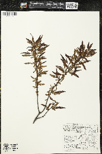 Comptonia peregrina image