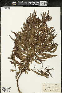 Comptonia peregrina image