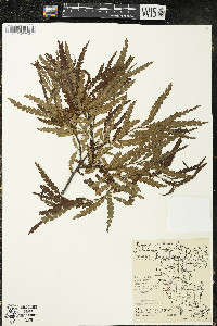 Comptonia peregrina image