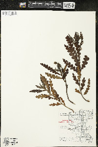 Comptonia peregrina image