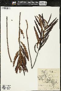 Comptonia peregrina image
