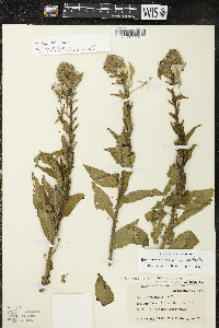 Oenothera parviflora image