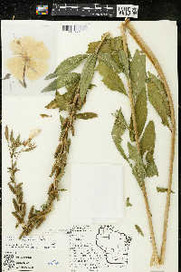 Oenothera clelandii image