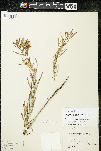 Oenothera nuttallii image