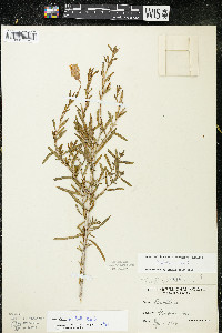 Oenothera nuttallii image