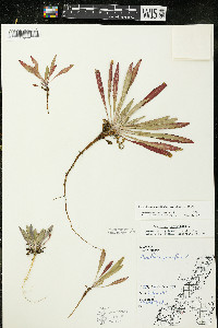 Oenothera oakesiana image