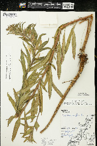 Oenothera oakesiana image