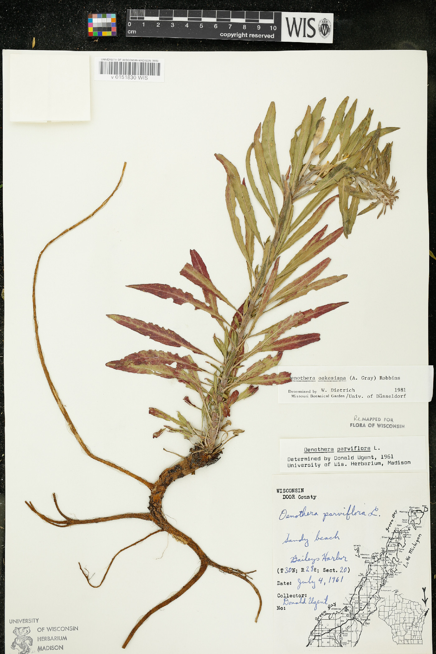 Oenothera oakesiana image