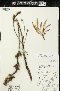 Oenothera oakesiana image