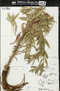 Oenothera oakesiana image