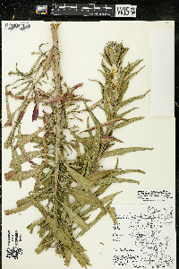 Oenothera oakesiana image