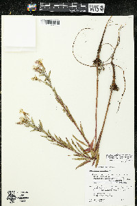 Oenothera oakesiana image