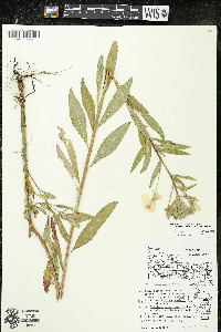 Oenothera oakesiana image