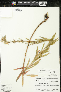 Oenothera oakesiana image