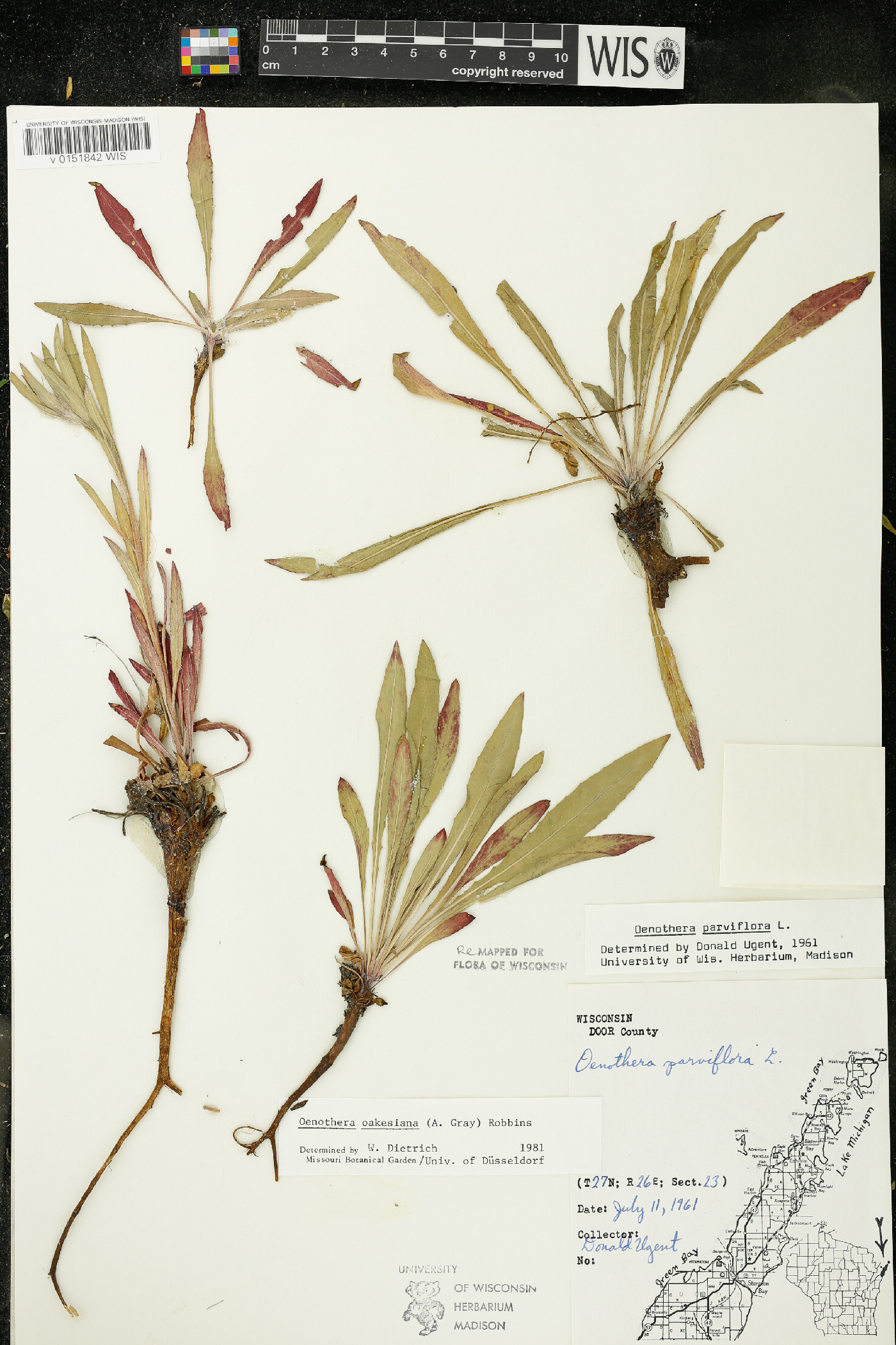 Oenothera oakesiana image
