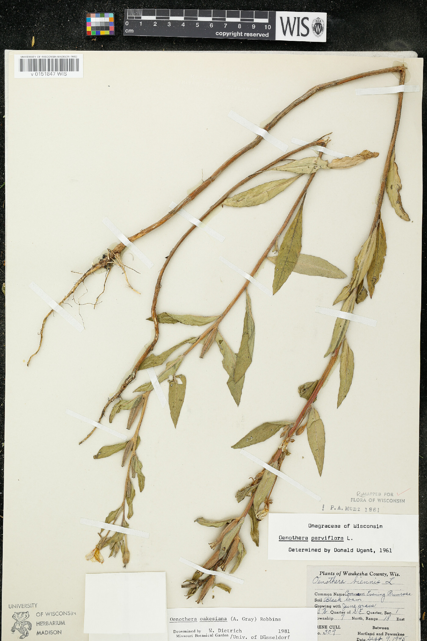 Oenothera oakesiana image