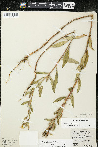 Oenothera oakesiana image