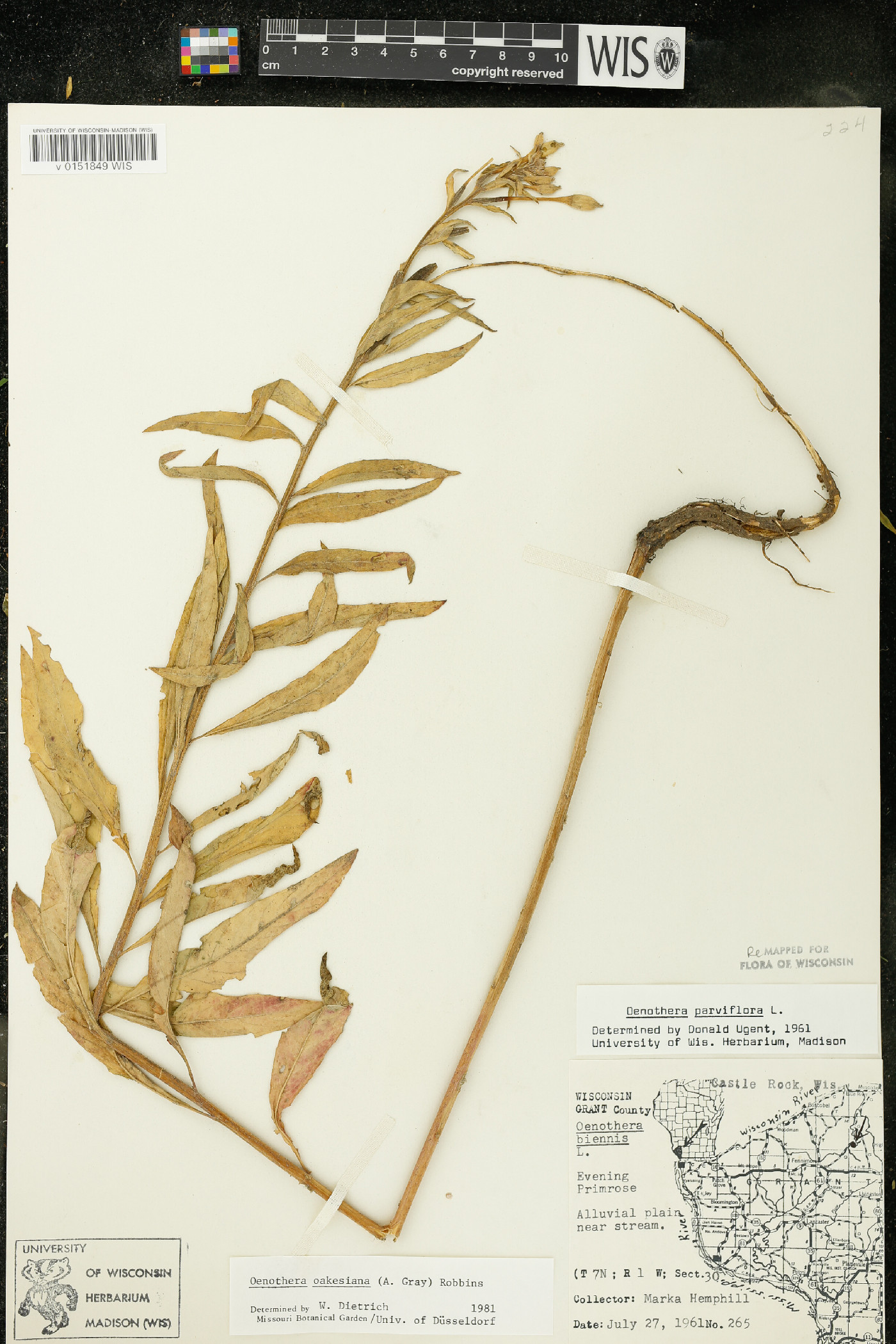 Oenothera oakesiana image