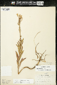 Oenothera oakesiana image