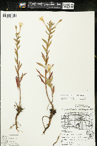 Oenothera oakesiana image