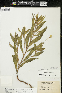 Oenothera oakesiana image