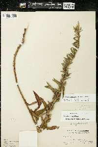 Oenothera oakesiana image