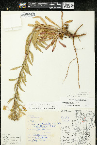 Oenothera oakesiana image