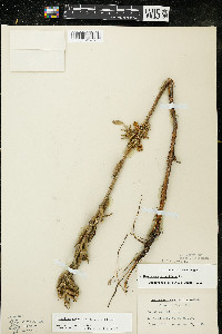 Oenothera oakesiana image