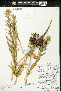 Oenothera oakesiana image