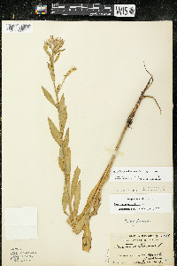 Oenothera oakesiana image