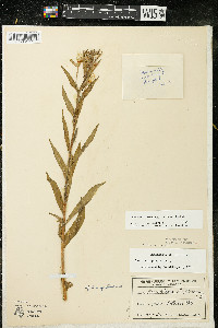 Oenothera oakesiana image