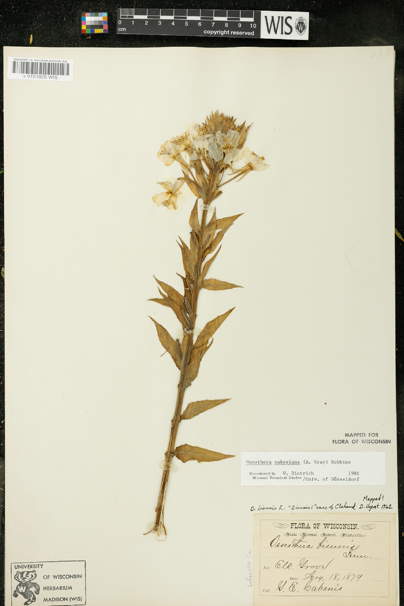 Oenothera oakesiana image