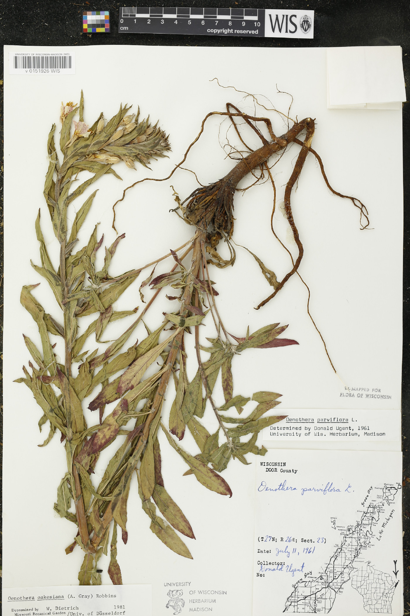 Oenothera oakesiana image