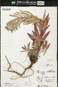 Oenothera oakesiana image