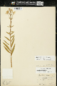 Oenothera oakesiana image